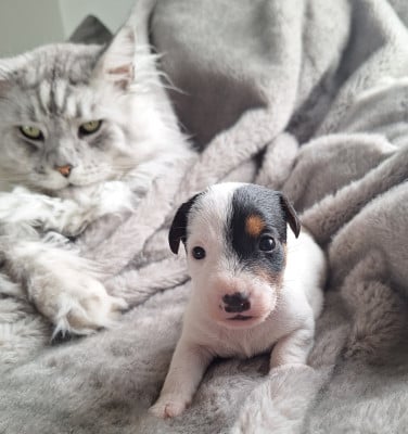 Les chiots de Parson Russell Terrier