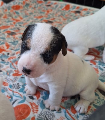 Les chiots de Parson Russell Terrier