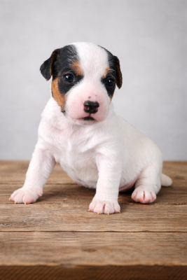 Les chiots de Parson Russell Terrier