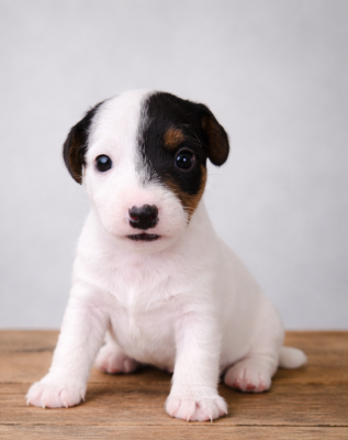 Les chiots de Parson Russell Terrier