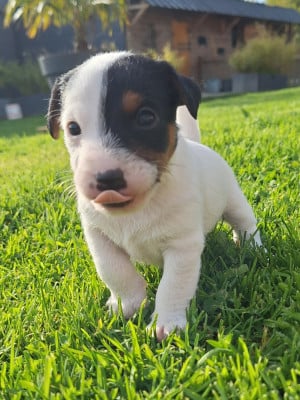 Les chiots de Parson Russell Terrier