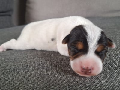 Les chiots de Parson Russell Terrier