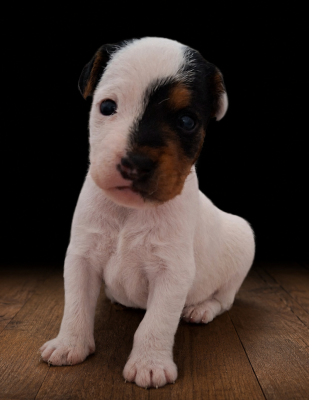 Les chiots de Parson Russell Terrier