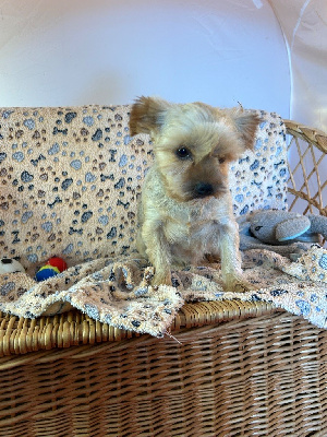 Étalon Yorkshire Terrier - Tamy Des marais de courmont