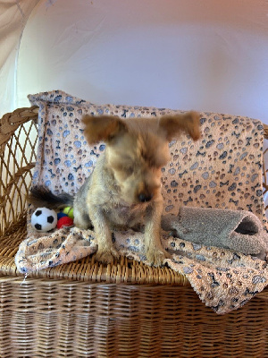 Étalon Yorkshire Terrier - Undo du hameau de roxane