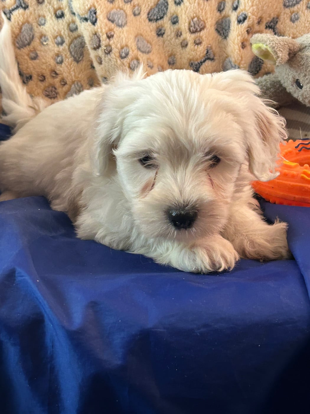 ARTUS - Coton de Tulear