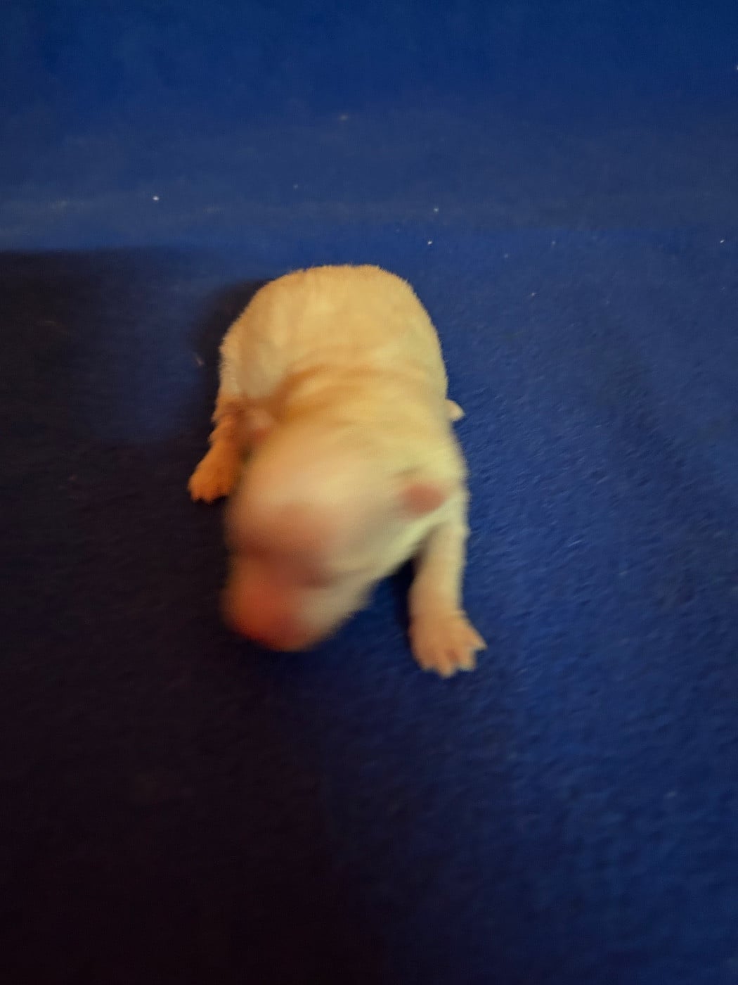 BIANKA - Coton de Tulear