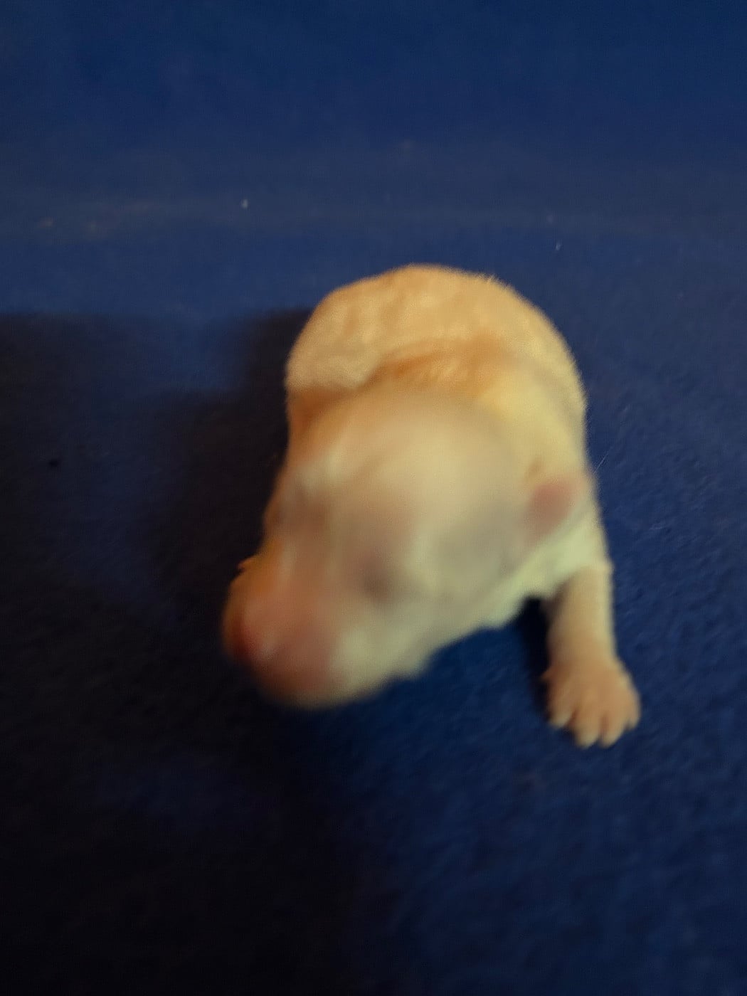 BLANCHE - Coton de Tulear