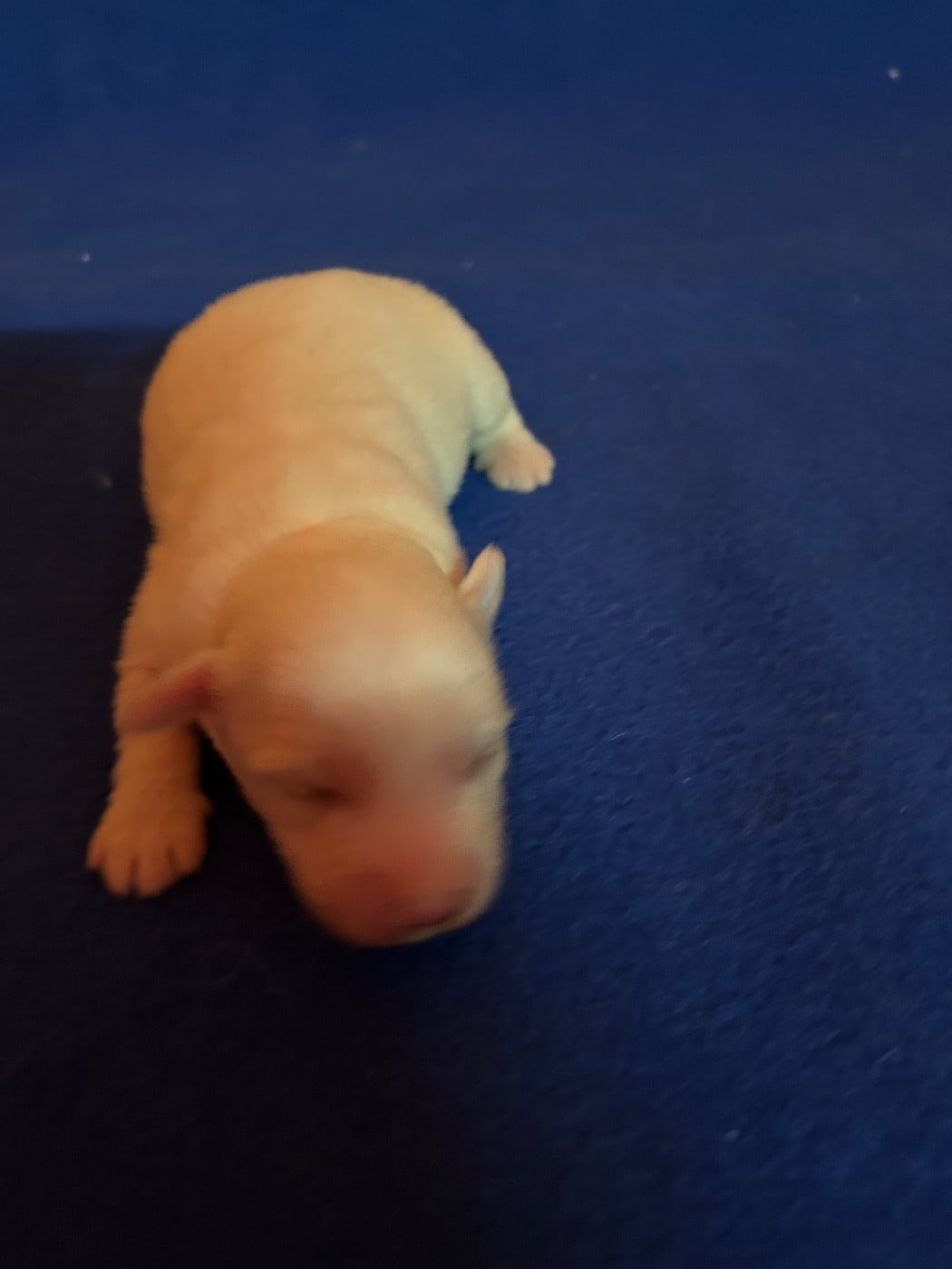 BERRY - Coton de Tulear