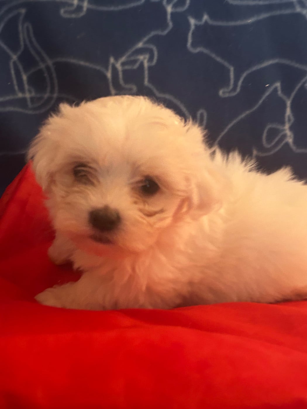 BOUNTY - Bichon maltais
