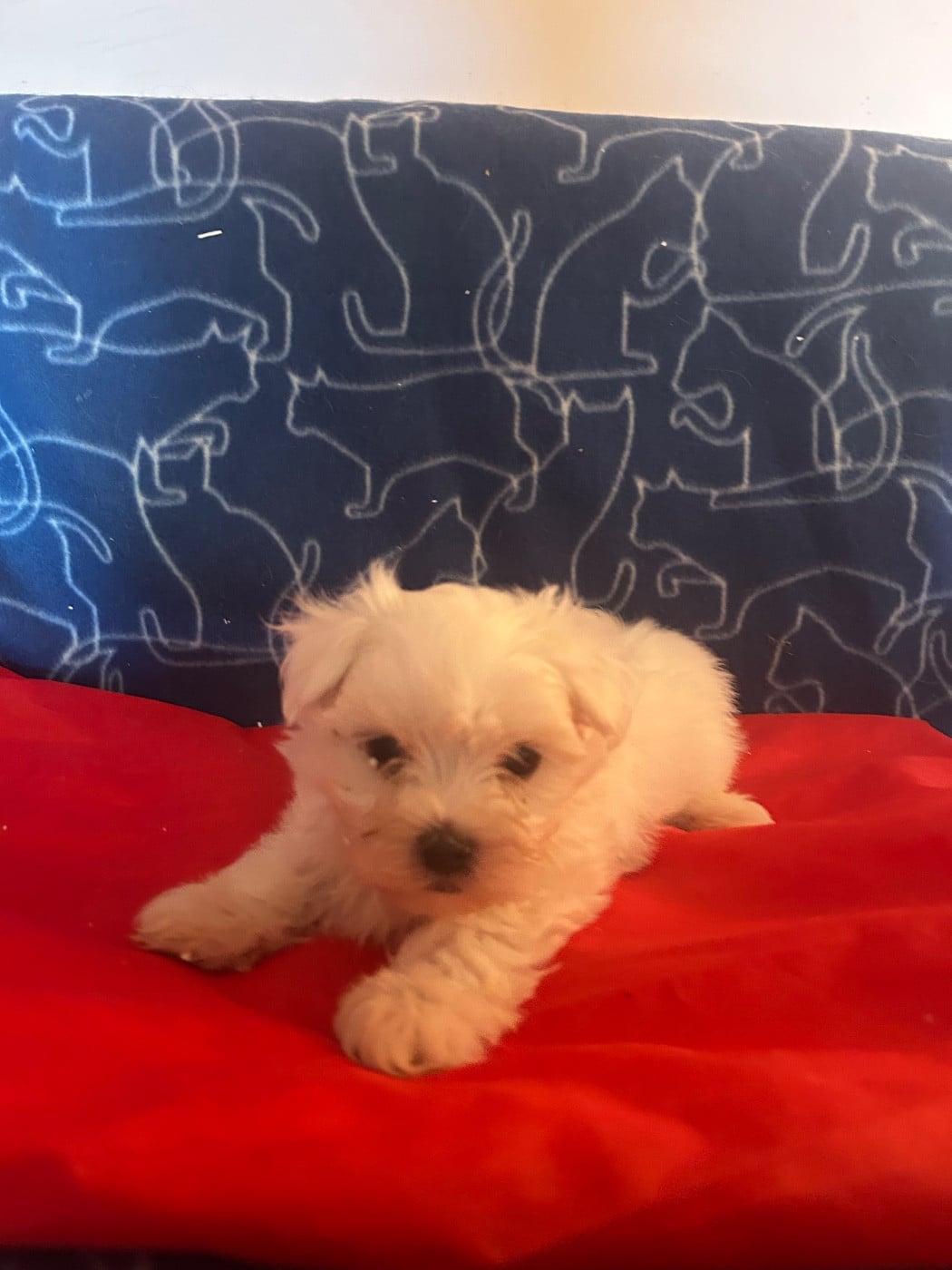 BAZIL - Bichon maltais