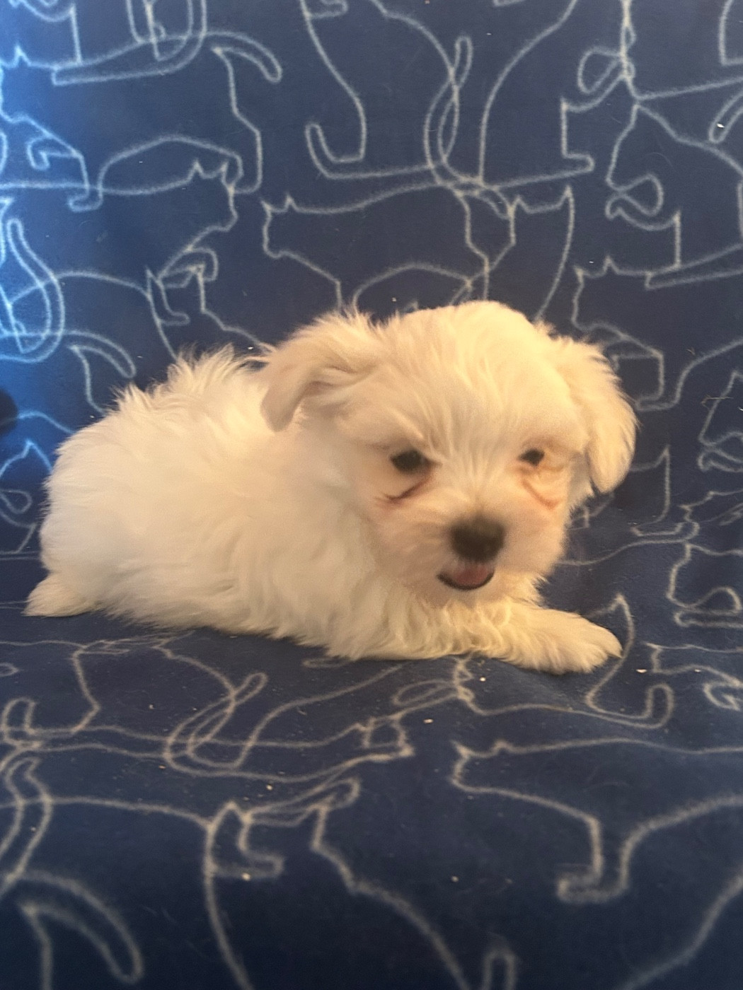 BALOU - Bichon maltais