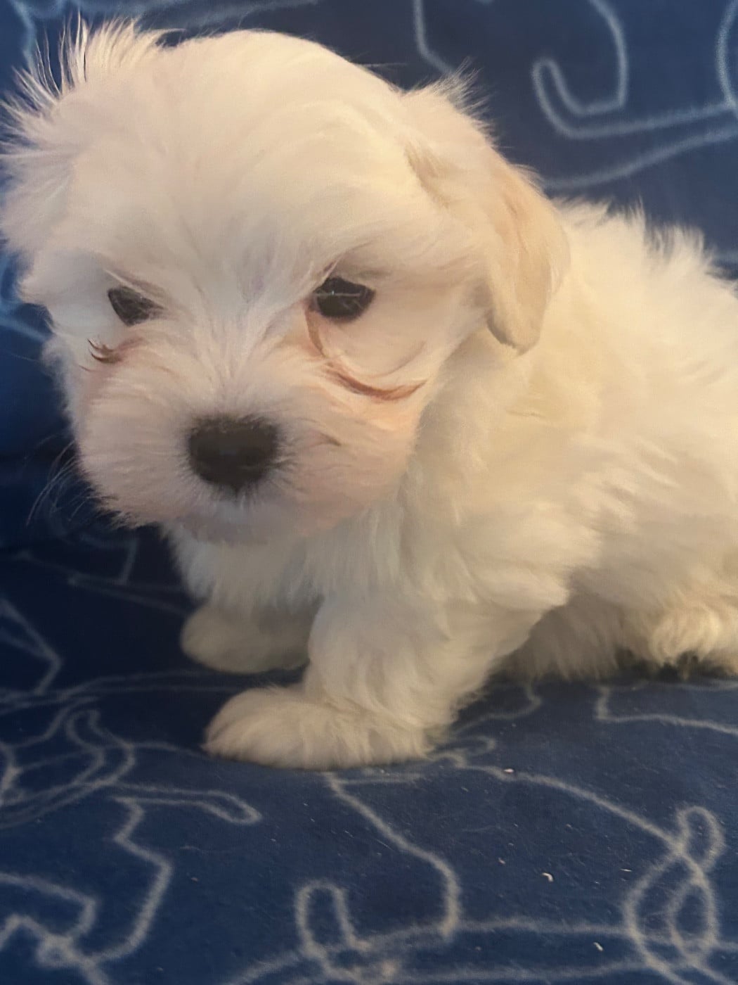 BOB - Bichon maltais