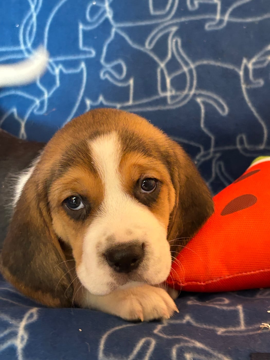 BOMBAY - Beagle