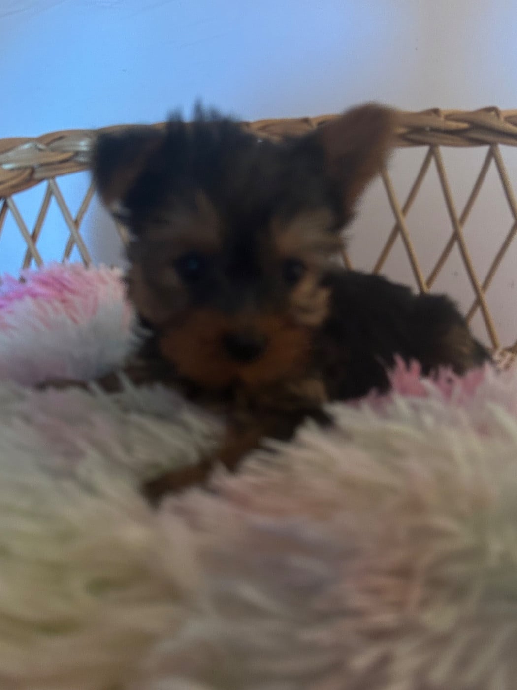BILL - Yorkshire Terrier