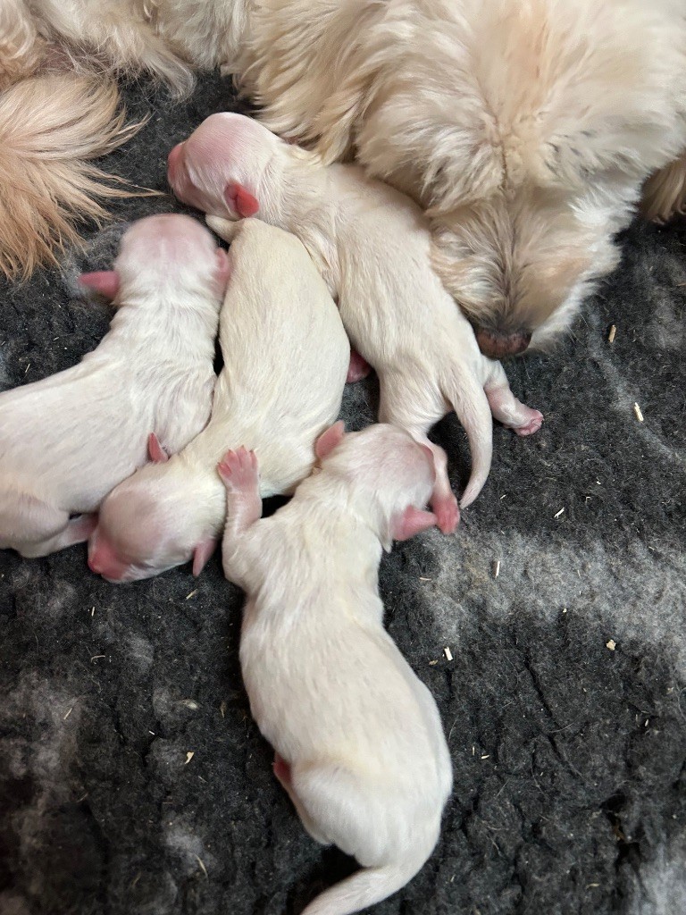 CHIOT 3 - Coton de Tulear