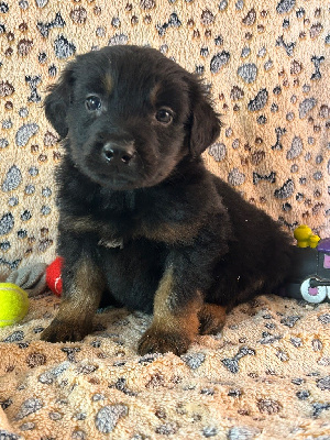 Les chiots de Hovawart