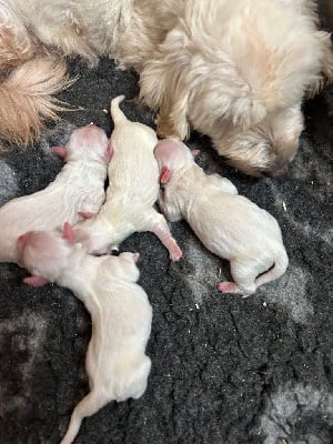 Les chiots de Coton de Tulear