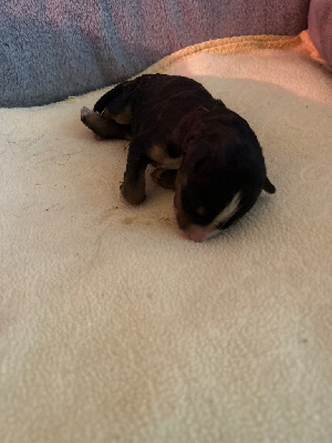 Les chiots de Bouvier Bernois