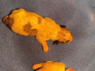 Les chiots de Coton de Tulear