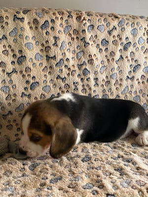 Les chiots de Beagle