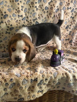 Les chiots de Beagle