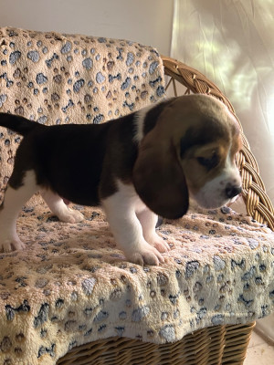 Les chiots de Beagle