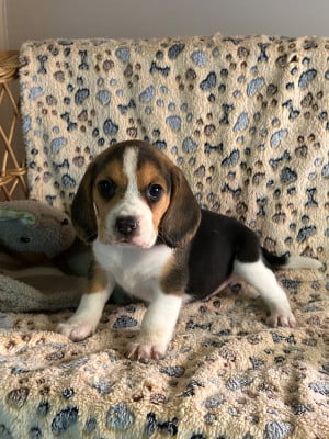 Les chiots de Beagle