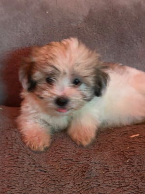 Les chiots de Coton de Tulear