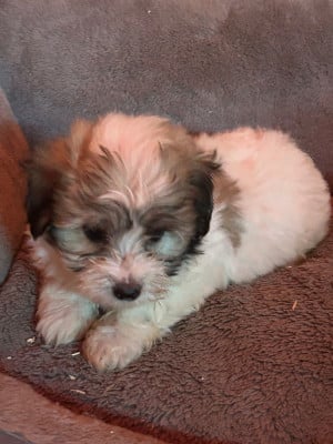 Les chiots de Coton de Tulear