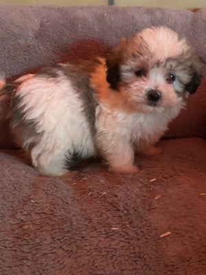 Les chiots de Coton de Tulear