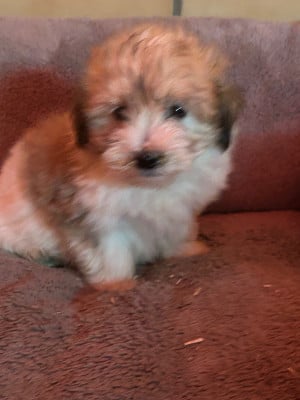 Les chiots de Coton de Tulear