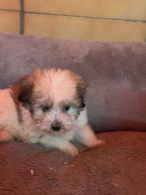 Les chiots de Coton de Tulear