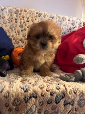 Les chiots de Lhassa Apso