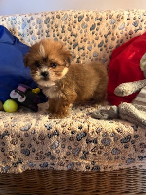 Les chiots de Lhassa Apso