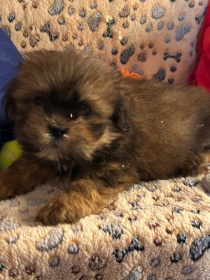 Les chiots de Lhassa Apso