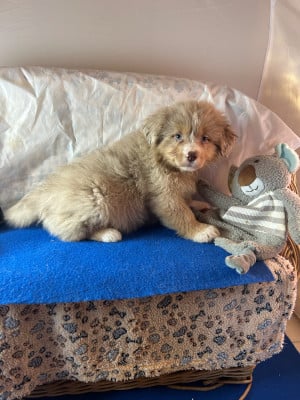 Les chiots de Berger Australien