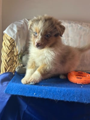 Les chiots de Berger Australien