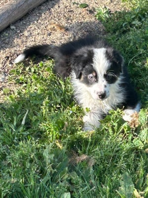 Les chiots de Berger Australien