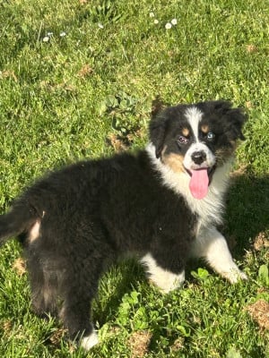 Les chiots de Berger Australien