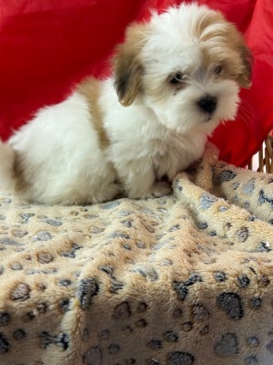 Les chiots de Coton de Tulear