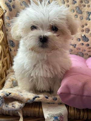 Les chiots de Coton de Tulear