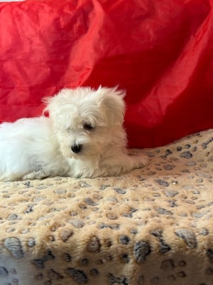Les chiots de Coton de Tulear