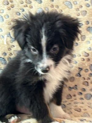 Les chiots de Berger Américain Miniature 