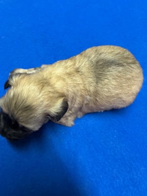 Les chiots de Bichon Havanais