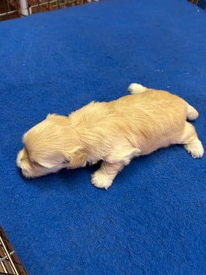 Les chiots de Bichon Havanais