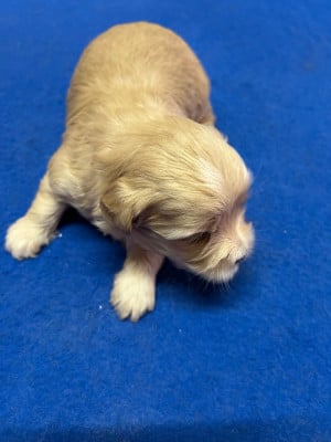 Les chiots de Bichon Havanais