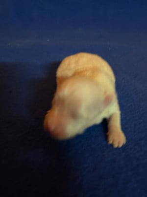 BLANCHE - Coton de Tulear