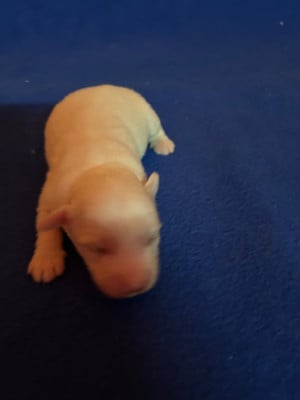 BERRY - Coton de Tulear