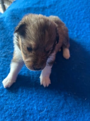 Les chiots de Shetland Sheepdog